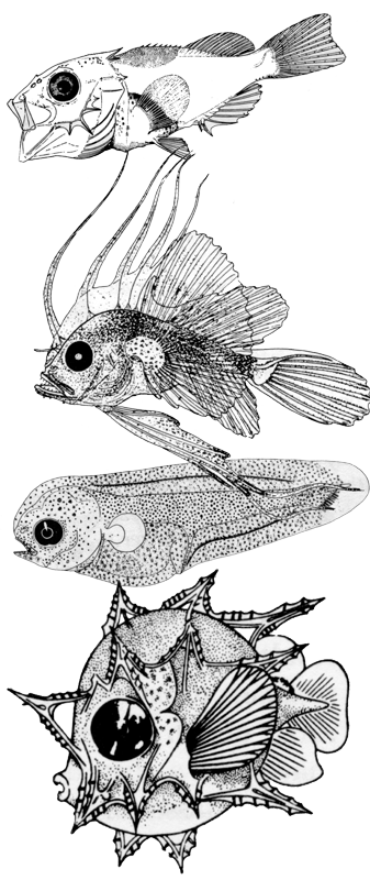 Lasker-fish-larvae
